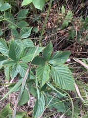 Rubus stipulatus