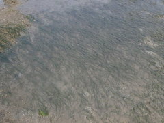 Zostera japonica