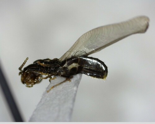 iNaturalist observation photo of Reticulitermes
