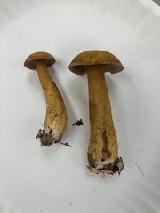 Suillus punctipes
