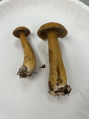 Suillus punctipes