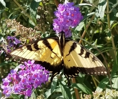 Papilio glaucus