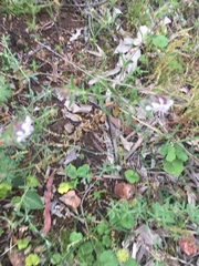Silene gallica gallica