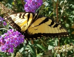Papilio glaucus