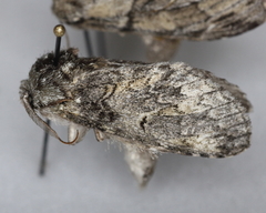 Macrurocampa marthesia