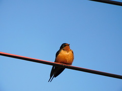 Hirundo rustica tytleri