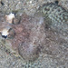 Thorny Flathead - Photo (c) Mark Rosenstein, some rights reserved (CC BY-NC)