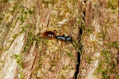 Polyrhachis maculata