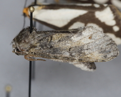 Macrurocampa marthesia