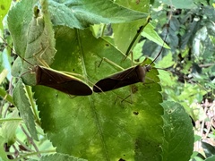 Paradasynus spinosus