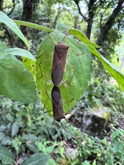 Paradasynus spinosus