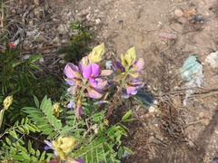 Millettieae
