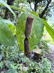 Paradasynus spinosus