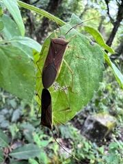 Paradasynus spinosus