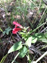 Stachys coccinea