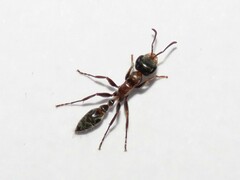 Pseudomyrmex