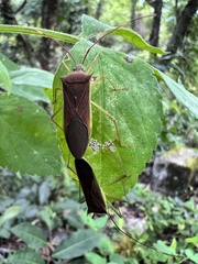 Paradasynus spinosus