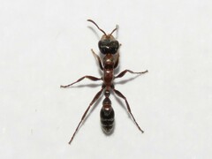 Pseudomyrmex