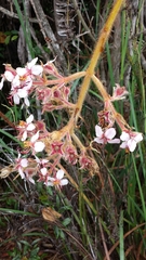Dichaetanthera