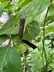 Paradasynus spinosus
