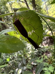 Paradasynus spinosus