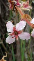 Dichaetanthera