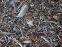 Hemeroplanis historialis