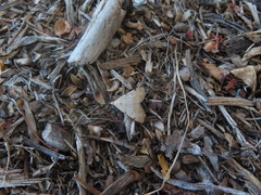 Hemeroplanis historialis