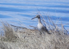 Tringa semipalmata semipalmata