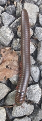 Narceus gordanus