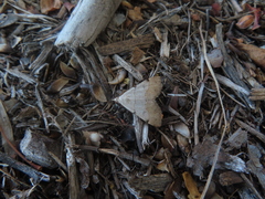 Hemeroplanis historialis