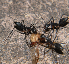 Camponotus etiolipes