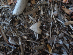 Hemeroplanis historialis