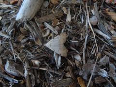 Hemeroplanis historialis