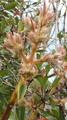 Dichaetanthera