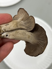 Craterellus foetidus