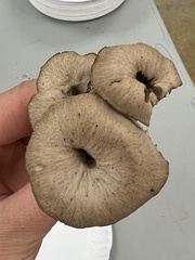 Craterellus foetidus