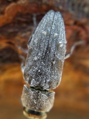 Chrysobothris knulli