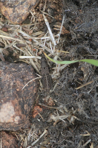 Platydracus centralis