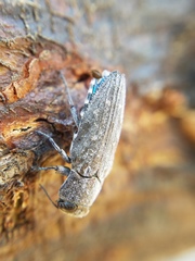 Chrysobothris knulli