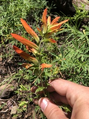 Castilleja patriotica