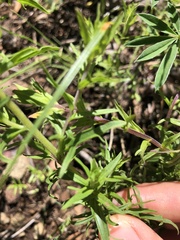Castilleja patriotica