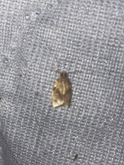 Adoxophyes negundana