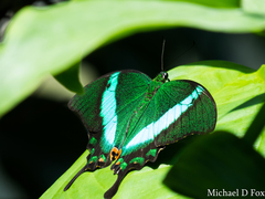 Papilio palinurus