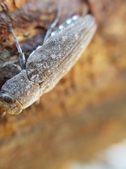 Chrysobothris knulli