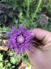 Cirsium grahamii