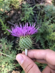 Cirsium grahamii