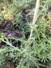 Cirsium grahamii