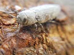 Chrysobothris knulli