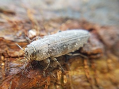 Chrysobothris knulli